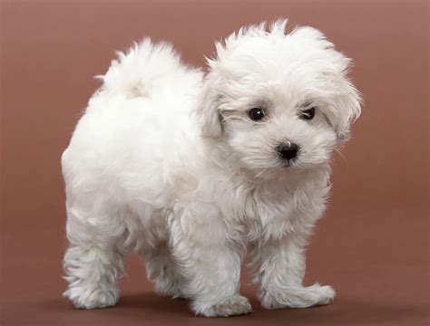 what are the best hypoallergenic dog breeds.